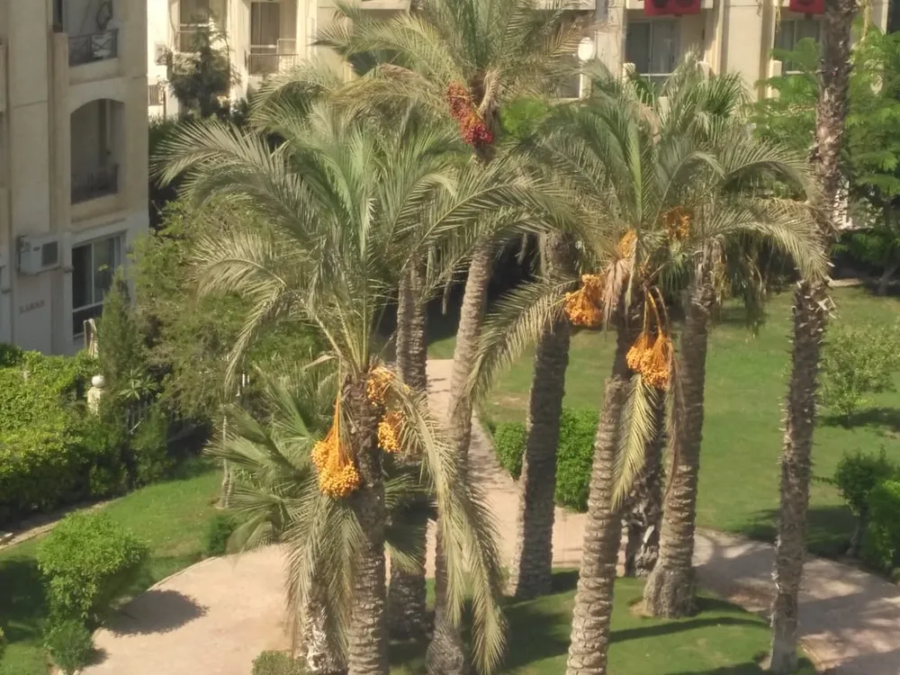 53560-apartment-for-sale-in-hadayek-el-mohandesin-with-3-bedrooms-in-el-sheikh-zayed-by-dorra-group